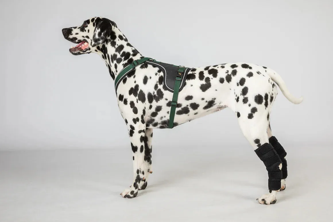 BOT Dog Hock Brace