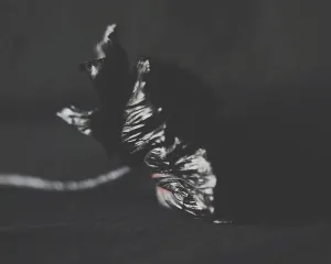 La Flor Negra Dark Floral Print