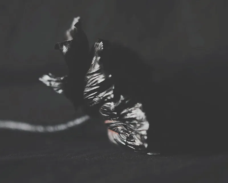 La Flor Negra Dark Floral Print