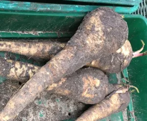 Parsnips (100g) (ORG)
