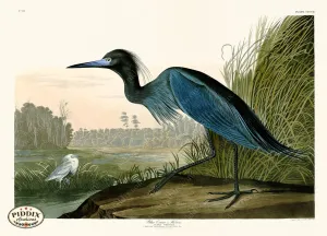 PDXC20843 -- Audubon Blue Crane