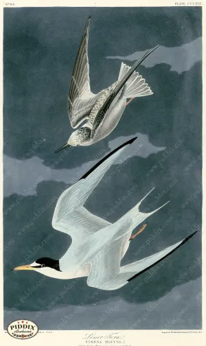 PDXC20855 -- Audubon Lesser Tern
