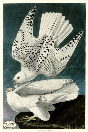 PDXC20902 -- Audubon Iceland Falcon