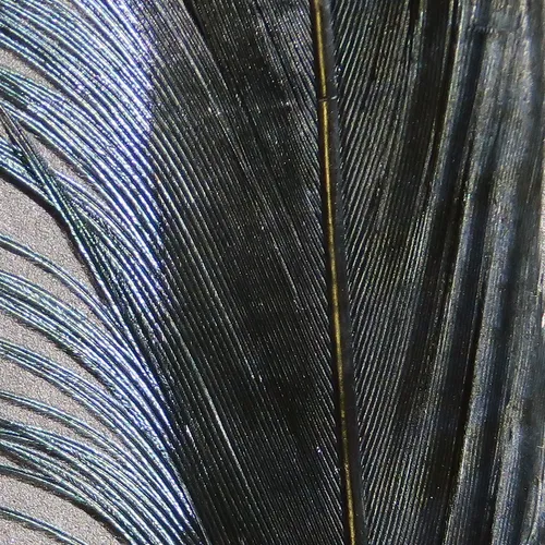 Ringneck Pheasant Tail Feathers
