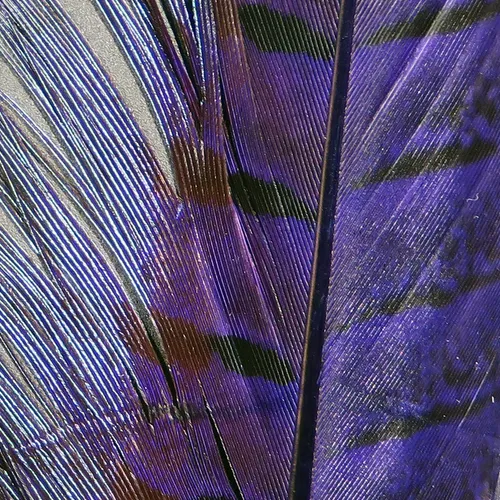 Ringneck Pheasant Tail Feathers