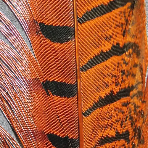 Ringneck Pheasant Tail Feathers