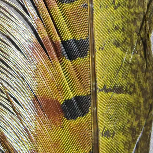 Ringneck Pheasant Tail Feathers