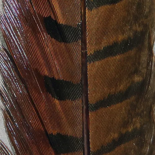 Ringneck Pheasant Tail Feathers