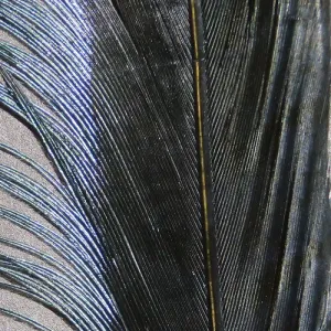 Ringneck Pheasant Tail Feathers