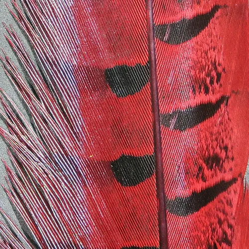 Ringneck Pheasant Tail Feathers