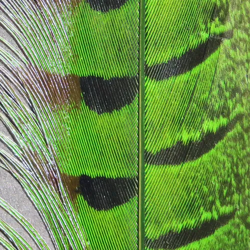 Ringneck Pheasant Tail Feathers