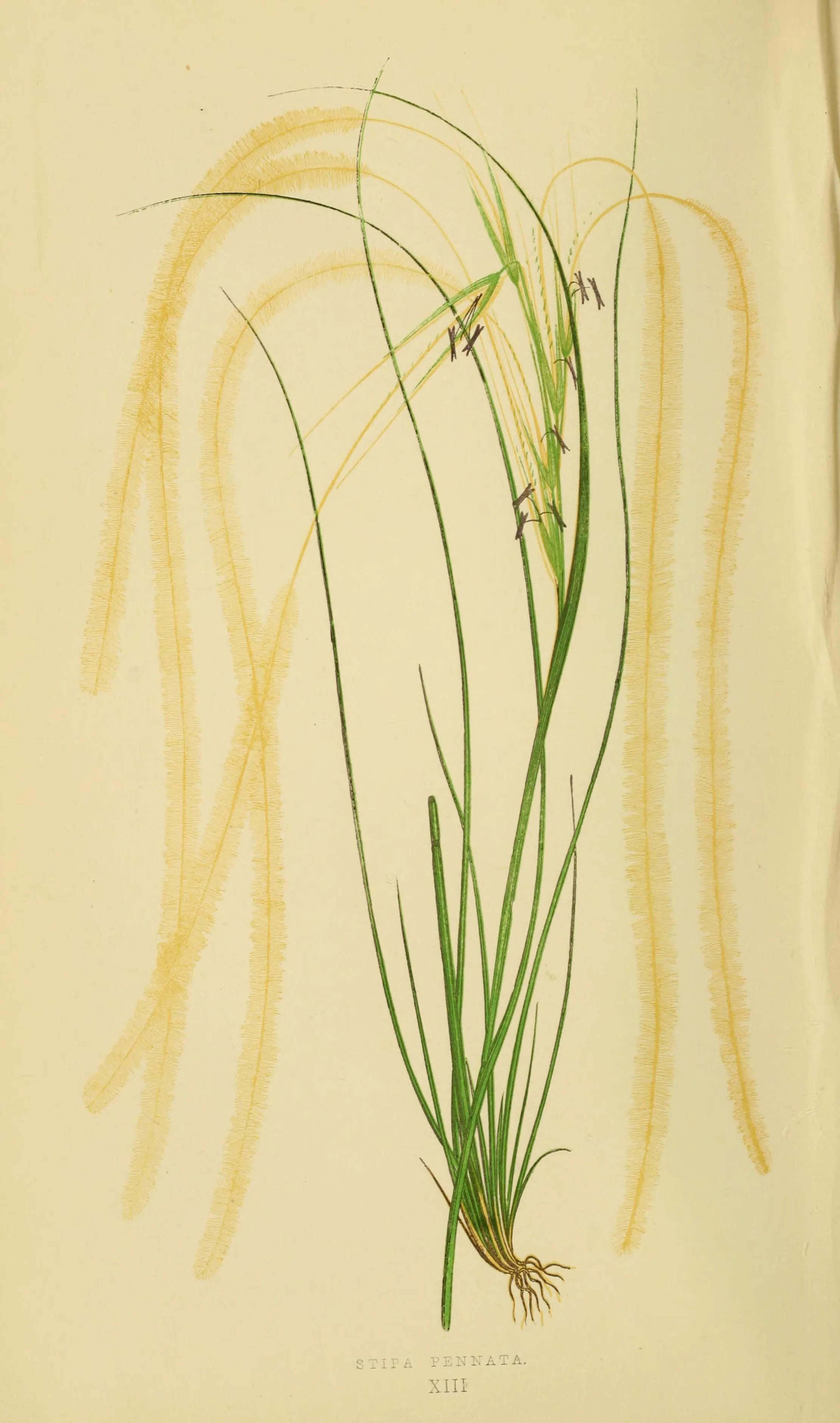 VERDANT | Grasslands | Terroir Perfume | Limited 2023 Equinox